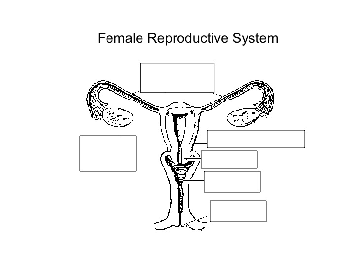 Blank Diagram Of Human Reproductive Systems - Human Reproductive System